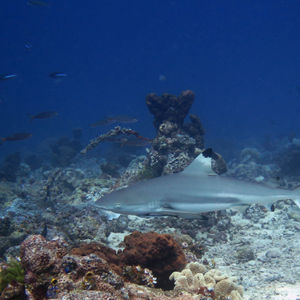 Carcharhinus melanopterus 中苏拉威西 Central Sulawesi , 栋加拉 Donggala @LazyDiving.com 潜水时光