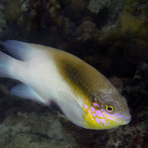 Dischistodus melanotus 中苏拉威西 Central Sulawesi , 托利托利 Toli Toli @LazyDiving.com 潜水时光