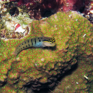 Ecsenius randalli 印度尼西亚 Indonesia , 特尔纳特 Ternate @LazyDiving.com 潜水时光