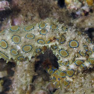 Hapalochlaena lunulata 印度尼西亚 Indonesia , 安汶 Ambon @LazyDiving.com 潜水时��光