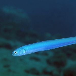 Ptereleotris hanae Ptereleotris hanae 菲律宾 Philippines , 杜马盖地 Dumaguete @LazyDiving.com 潜水时光