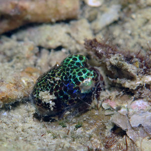 Euprymna berryi 中苏拉威西 Central Sulawesi , 托利��托利 Toli Toli @LazyDiving.com 潜水时光