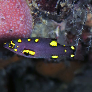 Bodianus mesothorax 印度尼西亚 Indonesia , 托吉安群岛 Togian , Kadidiri @LazyDiving.com 潜水时光