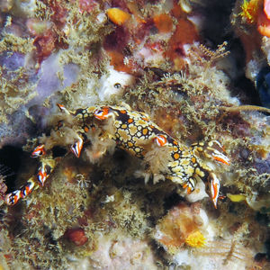 Bornella anguilla 泰国 Thailand , 攀牙湾 Phang Nga Bay @LazyDiving.com 潜水时光