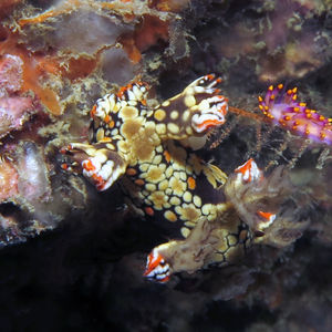 Bornella anguilla 泰国 Thailand , 攀牙湾 Phang Nga Bay @LazyDiving.com �潜水时光