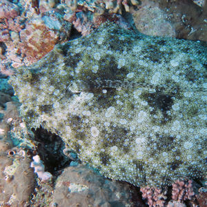 Bothus mancus Bothus mancus 印度尼西亚 Indonesia , 马鲁古 Maluku , 安汶 Ambon @LazyDiving.com 潜水时光