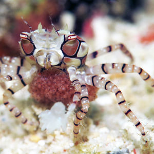 Lybia tessellata 印度尼西亚 Indonesia , 北苏拉威西 North Sulawesi , 邦卡岛 Bangka @LazyDiving.com 潜水时光