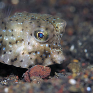 Lactoria diaphana 印度尼西亚 Indonesia , 巴厘岛 Bali , 艾湄湾 Amed Bay @LazyDiving.com 潜水时光