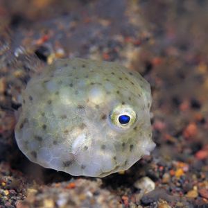 Lactoria diaphana 印度尼西亚 Indonesia , 巴厘岛 Bali , 艾湄湾 Amed Bay @LazyDiving.com 潜水时光