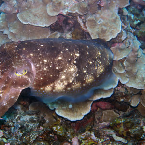 Sepia latimanus Sepia latimanus 宽腕乌贼 Indonesia 印度尼西亚 Togian 托吉安群岛 Una Una  @LazyDiving.com 潜水时光