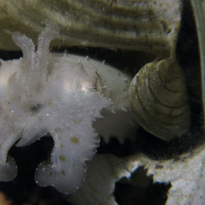 Sepia latimanus 印度尼西亚 Indonesia , 北苏拉威西 North Sulawesi , 锡奥岛 Siau island @LazyDiving.com 潜水时光