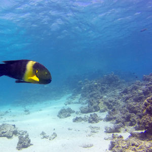 Cheilinus lunulatus Cheilinus lunulatus 埃及 Egypt , 赫尔加达 Hurghada @LazyDiving.com 潜水时光