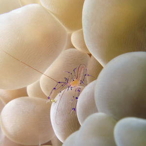Palaemonella colemani 印度尼西亚 Indonesia , 马鲁古 Maluku , 安汶 Ambon @LazyDiving.com 潜水时光