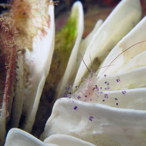 Palaemonella colemani 印度尼西亚 Indonesia , 马鲁古 Maluku , 安汶 Ambon @LazyDiving.com 潜水时光