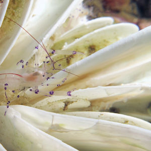 Palaemonella colemani 印度尼西亚 Indonesia , 马鲁古 Maluku , 安汶 Ambon @LazyDiving.com 潜水时光