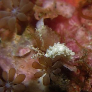 Bulbaeolidia alba 印度尼西亚 Indonesia , 锡奥岛 Siau island @LazyDiving.com 潜水时光