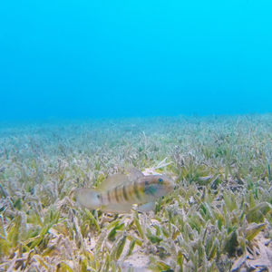 Amblygobius albimaculatus 埃及 Egypt , 达�哈卜  Dahab @LazyDiving.com 潜水时光