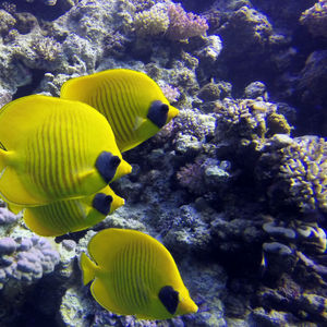 Chaetodon semilarvatus 埃及 Egypt , 赫尔加达 Hurghada @LazyDiving.com 潜水时光