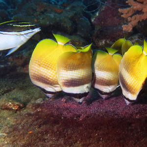 Chaetodon kleinii 印度尼西亚 Indonesia , 安汶 Ambon @LazyDiving.com 潜水时光