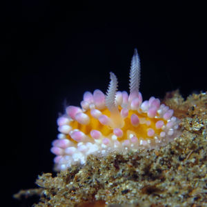 Cadlinella ornatissima 印度尼西亚 Indonesia , 马鲁古 Maluku , 安汶 Ambon @LazyDiving.com 潜水时光