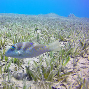 Canthigaster cyanospilota 埃及 Egypt , 达哈卜  Dahab @LazyDiving.com 潜水时光