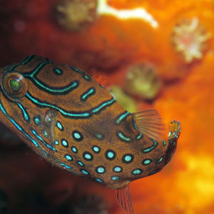 Canthigaster papua 中苏拉威西 Central Sulawesi , 托利托利 Toli Toli @LazyDiving.com 潜水时光