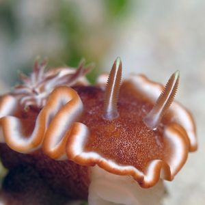 Glossodoris rufomarginata Glossodoris rufomarginata 菲律宾 Philippines , 朗布隆 Romblon @LazyDiving.com 潜水时光