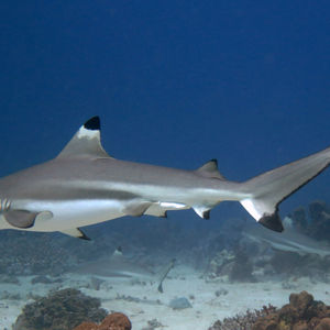 Carcharhinus melanopterus 中苏拉威西 Central Sulawesi , 栋加拉 Donggala @LazyDiving.com 潜水��时光