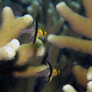 Sphaeramia nematoptera 中苏拉威西 Central Sulawesi , 托利托利 Toli Toli @LazyDiving.com 潜水时光