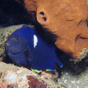 Centropyge tibicen 印度尼西亚 Indonesia , 马鲁古 Maluku , 安汶 Ambon @LazyDiving.com 潜水时光
