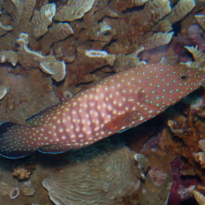 Cephalopholis cyanostigma Cephalopholis cyanostigma 蓝点九棘鲈 Indonesia 印度尼西亚 Parigi 帕瑞吉 @LazyDiving.com 潜水时光