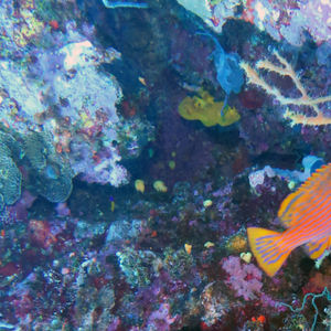 Cephalopholis polleni 印度尼西亚 Indonesia , 托吉安群岛 Togian , Kadidiri @LazyDiving.com 潜水时光