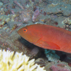 Cephalopholis urodeta Cephalopholis urodeta 尾纹九棘鲈 Indonesia 印度尼西亚 Togian 托吉安群岛 Una Una  @LazyDiving.com 潜水时光