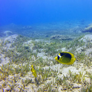 Chaetodon fasciatus 埃及 Egypt , 达哈卜  Dahab @LazyDiving.com 潜水时光