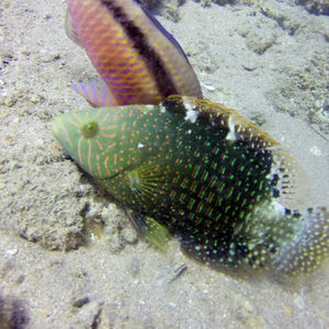 Cheilinus abudjubbe 埃及 Egypt , 达哈卜  Dahab @LazyDiving.com 潜水时光