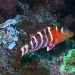 Cheilinus fasciatus 中苏拉威西 Central Sulawesi , 帕瑞吉 Parigi @LazyDiving.com 潜水时光