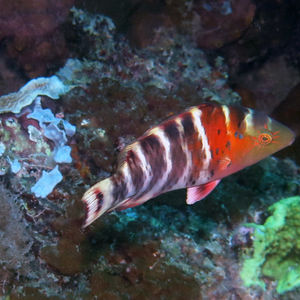 Cheilinus fasciatus Cheilinus fasciatus 斑节龙 Indonesia 印度尼西亚 Parigi 帕瑞吉 @LazyDiving.com 潜水时光