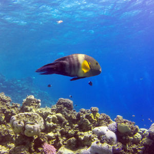 Cheilinus lunulatus Cheilinus lunulatus 埃及 Egypt , 赫尔加达 Hurghada @LazyDiving.com 潜水时光