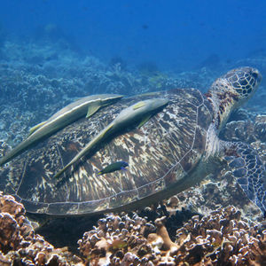 Chelonia mydas 菲律宾 Philippines , 杜马盖地 Dumaguete @LazyDiving.com 潜水时光