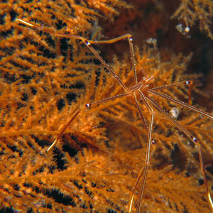 Chirostylus sandyi 日本 Japan , 柏岛 Kashiwa Island @LazyDiving.com 潜水时光