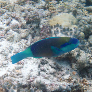 Chlorurus sordidus 马尔代夫 Maldives @LazyDiving.com 潜水时光