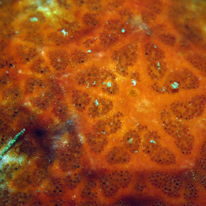 Choriaster granulatus Choriaster granulatus 印度尼西亚 Indonesia , 达拉湾 Derawan @LazyDiving.com 潜水时光