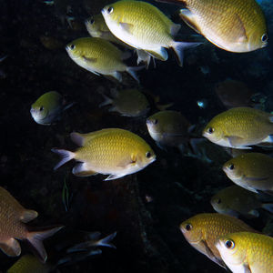 Chromis scotochiloptera 印度尼西亚 Indonesia , 巴厘岛 Bali , 艾湄湾 Amed Bay @LazyDiving.com 潜水时光