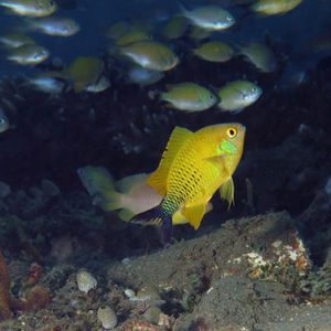 Chromis viridis 印度尼西亚 Indonesia , 安汶 Ambon @LazyDiving.com 潜水时光