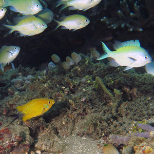 Chromis viridis 印度尼西亚 Indonesia , 安汶 Ambon @LazyDiving.com 潜水时光