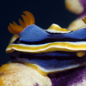 Chromodoris annae 中苏拉威西 Central Sulawesi , 栋加拉 Donggala @LazyDiving.com 潜水时光