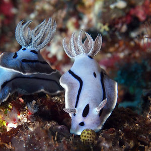 Chromodoris willani 印度尼西亚 Indonesia , 四�王群岛 Raja Ampat @LazyDiving.com 潜水时光