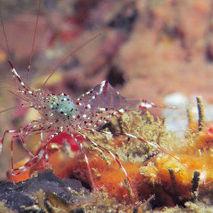 Urocaridella antonbruunii 印度尼西亚 Indonesia , 马鲁古 Maluku , 安汶 Ambon @LazyDiving.com 潜水时光