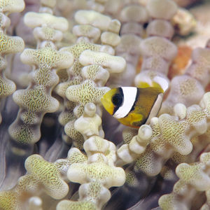 Amphiprion polymnus 印度尼西亚 Indonesia , 达拉湾 Derawan @LazyDiving.com 潜水时光