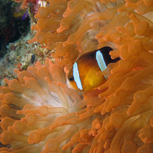 Amphiprion clarkii 印度尼西亚 Indonesia , 四王群岛 Raja Ampat @LazyDiving.com 潜水时光